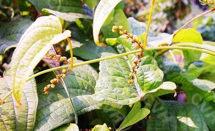 Dioscorea persimilis